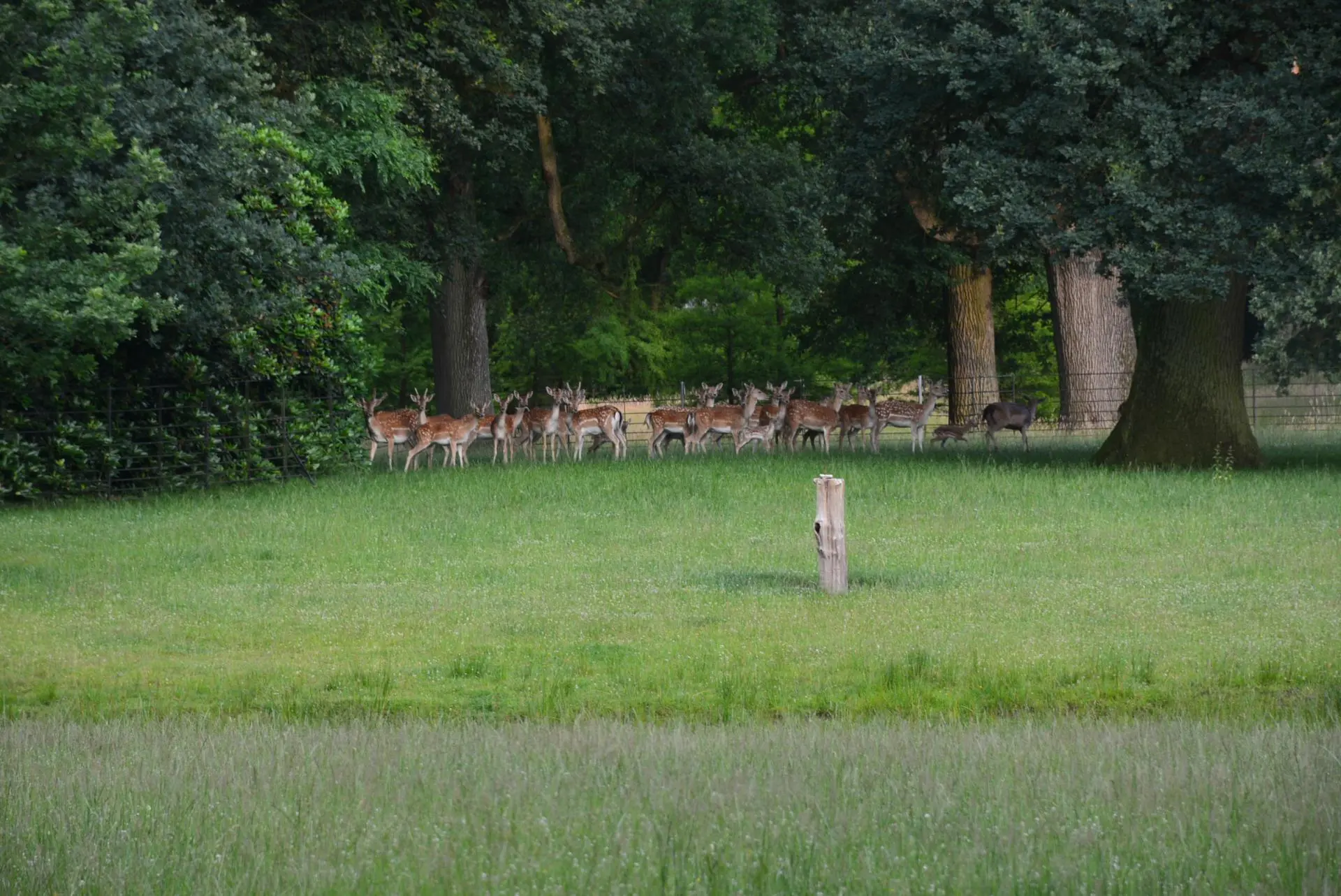 05_Amicitia_avondvierdaagse_album_Avond_vierdaagse_202208031457321