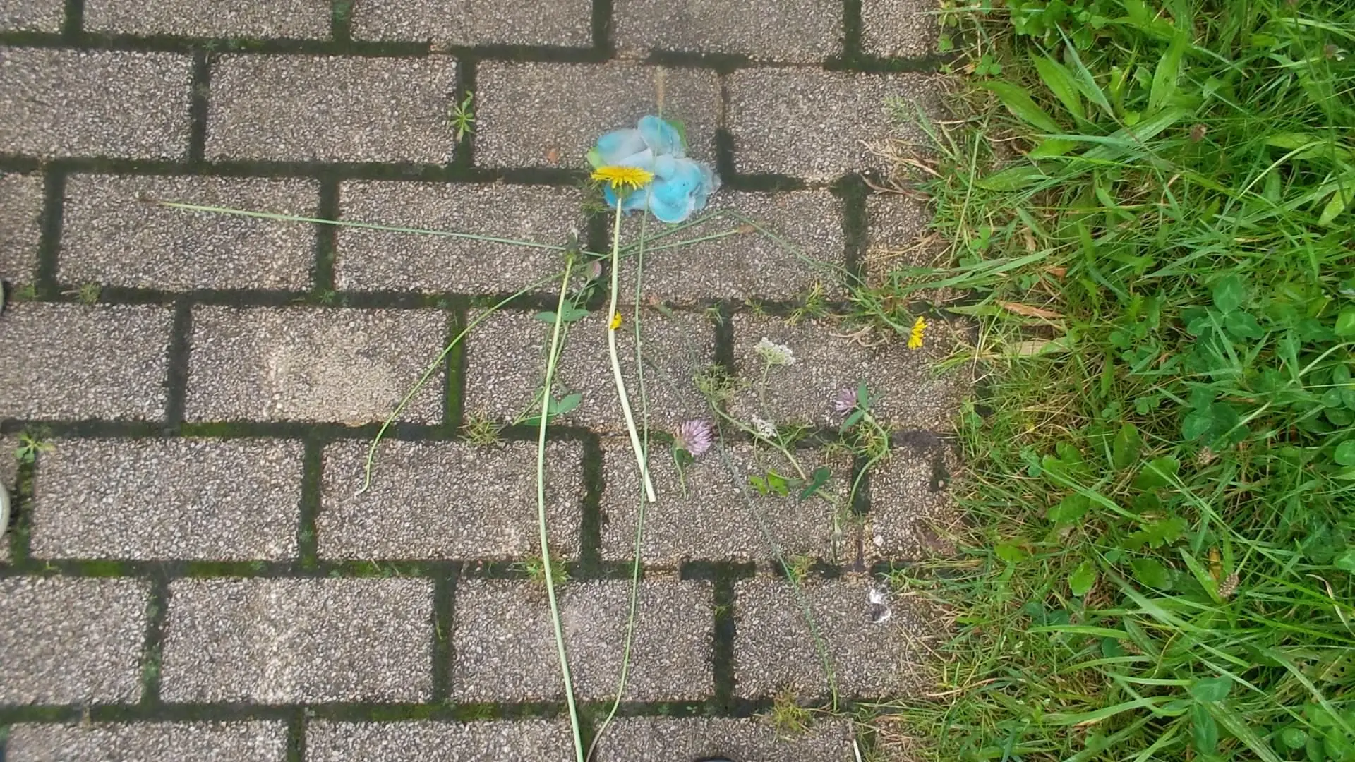 Team_a_verzamel_10_bloemen_album_Jeugdactiviteit_202208031403241