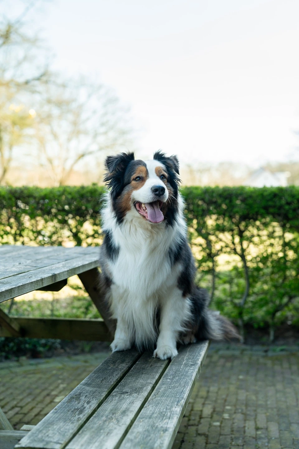 Gewrichtsproblemen bij honden
