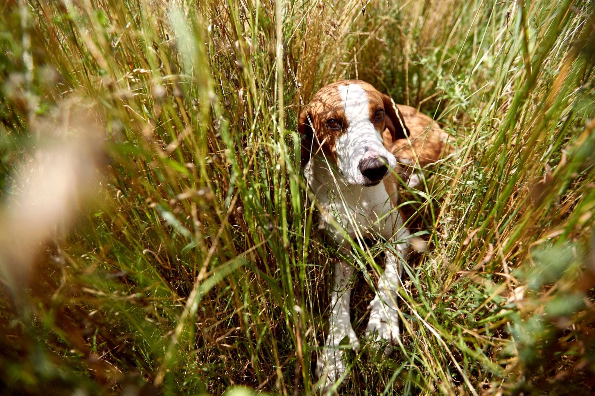 Het gras is groener aan de overkant