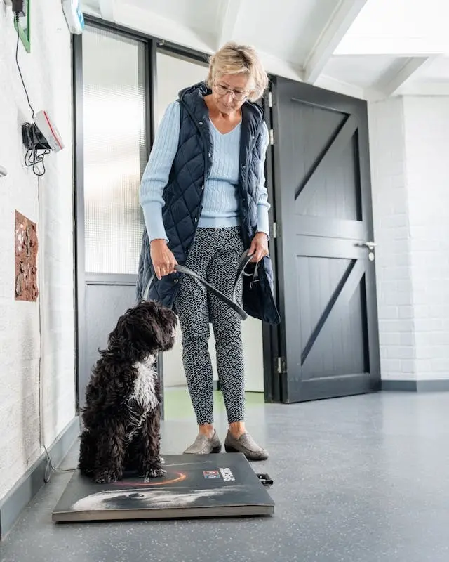 Gewrichtsproblemen bij honden