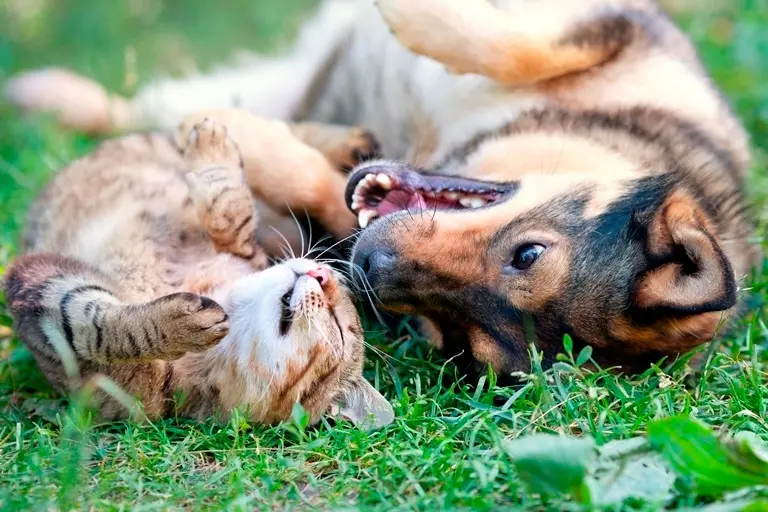 GezondheidsPlan: je hond of kat zorgeloos gezond!